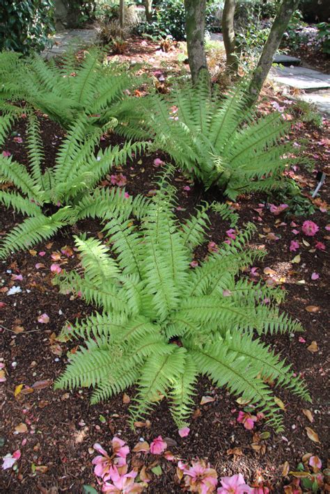 Dryopteris wallichiana | Pan Global Plants