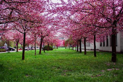 Plant Care 101: Kwanzan Cherry Tree