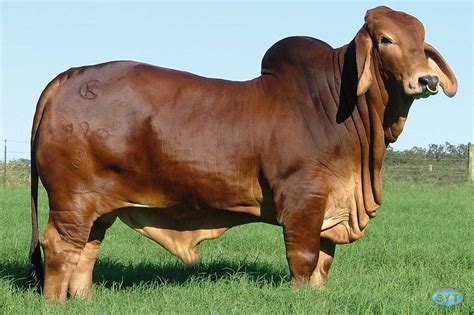 Brown Brahman are my favs | Rancho de ganado, Vacas y terneros, Ganado cebú