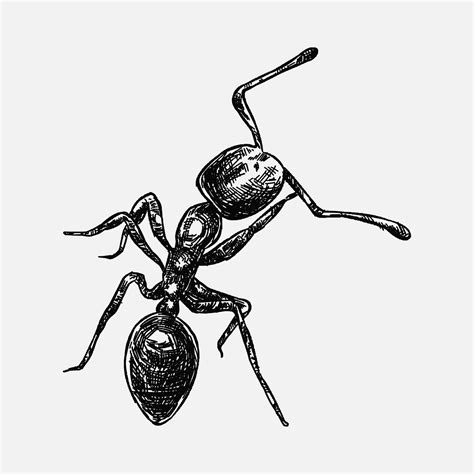 How To Draw A Ant How To Draw An Ant Step By Step Ant - vrogue.co