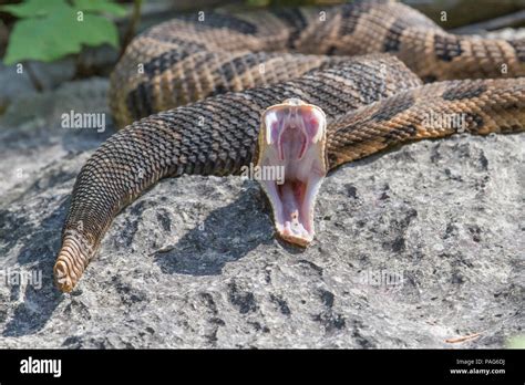 Rattlesnake fang hi-res stock photography and images - Alamy