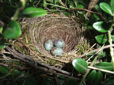 Northern Mockingbird nest and eggs | In the center of a boxw… | Flickr