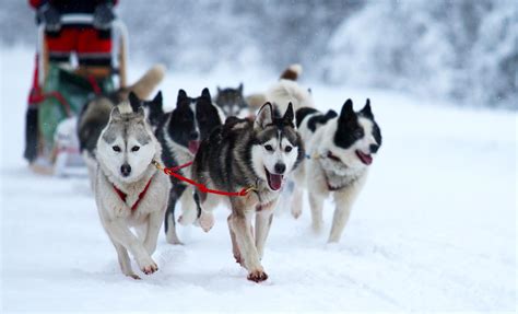 Skagway Dog Sledding & Helicopter Tour | Book Alaska Tours