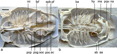 [PDF] Contributions to the skeletal anatomy of freshwater stingrays (Chondrichthyes ...