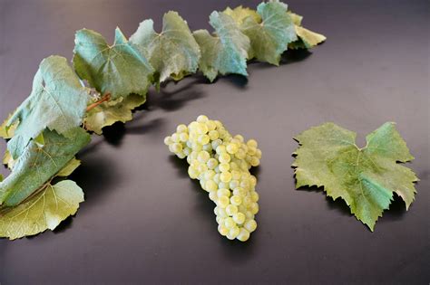 Chardonnay: All you need to know about this grape variety