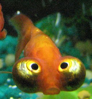 Category:Celestial Eye goldfish - Wikimedia Commons