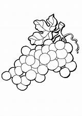 Coloring Pages  Grapes Coloring Page For Kids sketch template