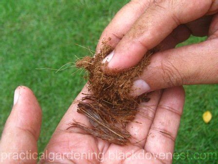 Practical Gardening: Steps for Air Layering or Marcotting