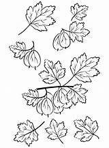 Gooseberry Coloring Pages Printable For Free Download sketch template