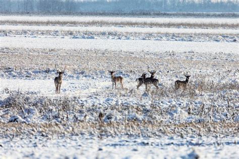 A Deer Group of Red Deer on a Snow Stock Image - Image of field, deer ...