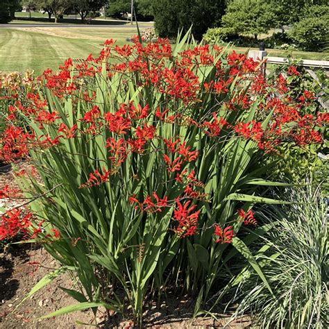 Crocosmia Lucifer - Buy Montbretia Perennials Online