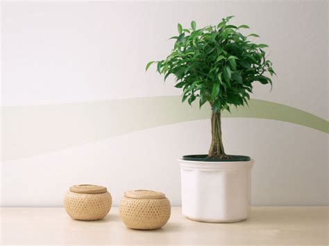 Ficus Tree & More Small Trees As Houseplants - Sunset Magazine