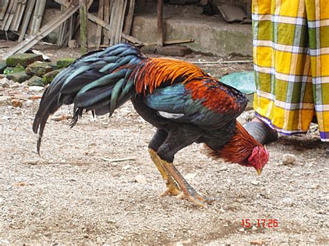 Ayam Banyuwangi : Daftar harga ayam bangkok aduan