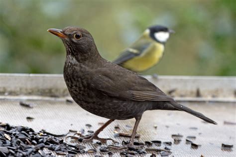 Free photo: Female Blackbird - Audacious, Bird, Black - Free Download - Jooinn