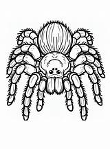 Drawing Of Tarantula Spider coloring Page  Download Print Or Color sketch template