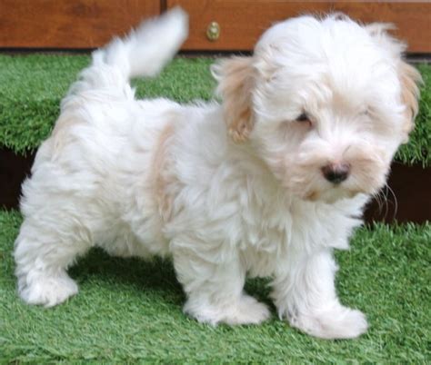 Maltipoo Full Grown | Maltipoo