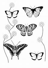 Butterfly Coloring Pages sketch template