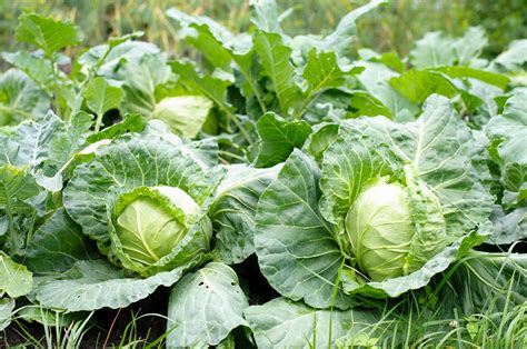 Cabbage Fertilizer Needs – Fertilizing Cabbage In The Garden