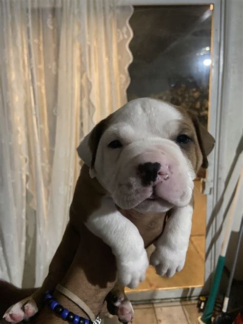 Bully Kutta Puppies For Sale | Palmdale, CA #329959