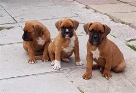 Healthy Golden boxer Puppies ready now