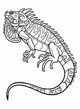 Iguana Coloring  Free Printable Pages sketch template