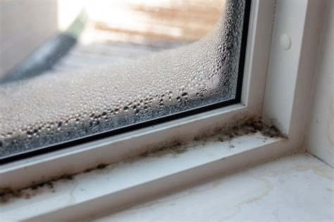 Understanding The Impact Of Mold On Your Home