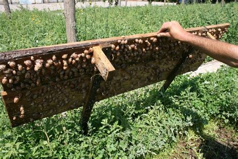 It’s all about snails for farmer Stephan de Wit | The Sunday News