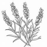 Premium AI Image  Lavender Coloring Page Simple And Classic Black sketch template