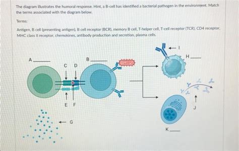 Solved The diagram illustrates the humoral response. Hint, a | Chegg.com