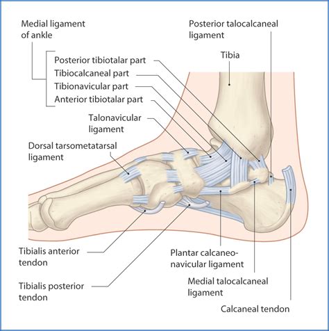 Ankle and Foot Joints | Basicmedical Key