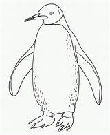 Printable Penguin Coloring Pages sketch template