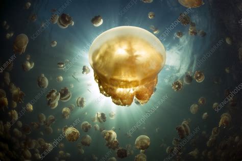 Golden jellyfish, Jellyfish Lake in Palau - Stock Image - C055/4318 - Science Photo Library