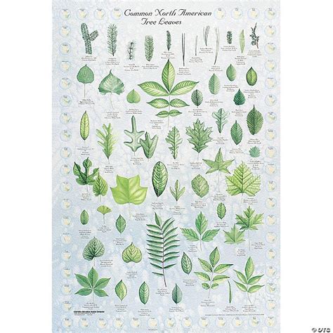 Carolina Biological Supply Company Leaf Identification Chart | Oriental Trading