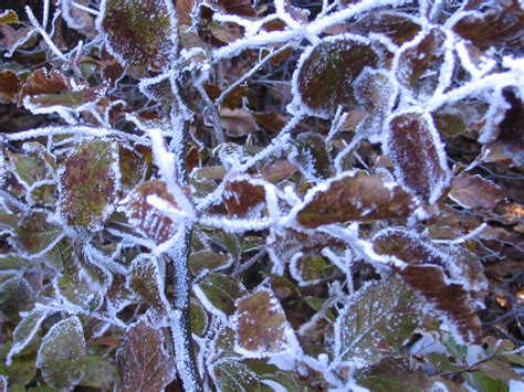 Hoar Frost Free Stock Photo - Public Domain Pictures