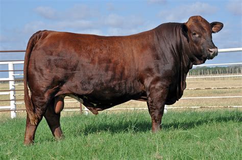 Beefmasters: The Best of Both Worlds WWW.BEEFMASTERS.ORG - Extremely ...