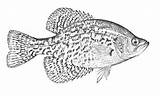 Crappie Fish Coloring Page Pages sketch template