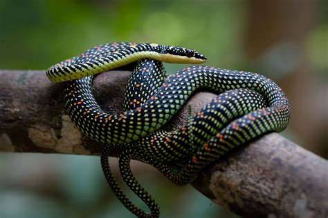 Philippine Snakes Species