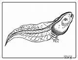 Tadpole Coloring Pages Free PDF Printables  Simply Love sketch template