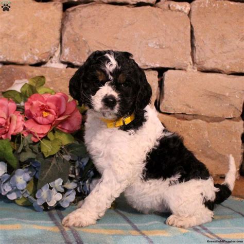 Mavis - Springerdoodle Puppy For Sale in Pennsylvania