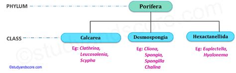 Phylum Porifera: General characters and Classification | Study&Score