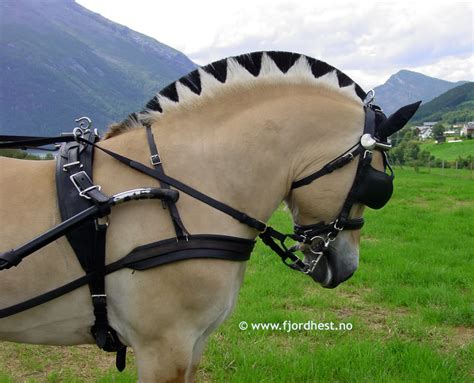 Fjord Horse mane styles. | Pumpkin Pony