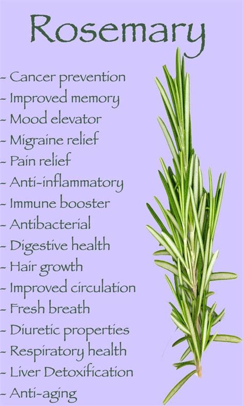 Rosemary Health Benefits And Uses Rosemary Plant Care Rosemary | My XXX ...