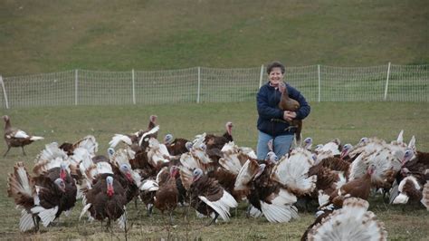 Heritage Turkey Farmer - YouTube