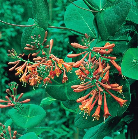 Buy Honeysuckle Dropmore Scarlet | J. Parker's Dutch Bulbs