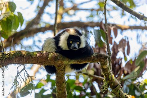 Endemic Black-and-white ruffed lemur (Varecia variegata subcincta ...