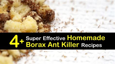 4+ Super Effective Homemade Borax Ant Killer Recipes