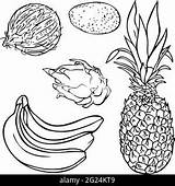 Tropical Fruit Coloring Page sketch template