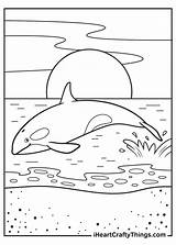 Killer Whale Coloring Page sketch template