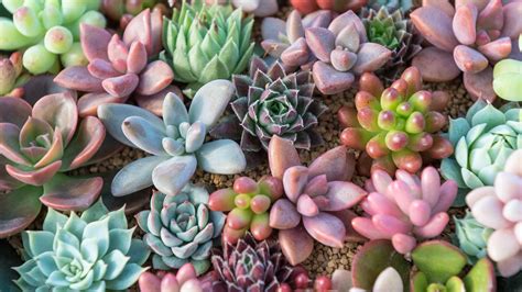 Succulent Laptop Wallpaper