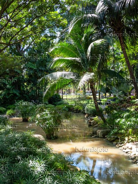 Image Istana Park, Singapore - 411093 - Images of Plants and Gardens ...